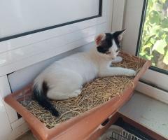 Подарявам женско коте