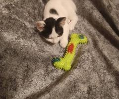 Подарявам женско коте