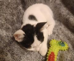 Подарявам женско коте