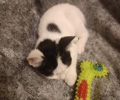 Подарявам женско коте