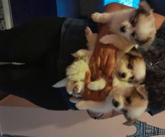 6 малки кученца
