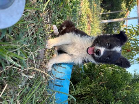 Продавам Бордър колита Продавам Бордър колита