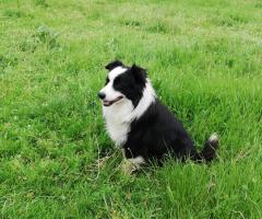 Продавам Бордър колита Продавам Бордър колита