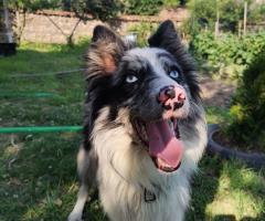 Продавам Бордър колита Продавам Бордър колита