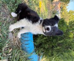 Продавам Бордър колита Продавам Бордър колита