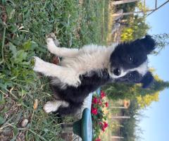 Продавам Бордър колита Продавам Бордър колита