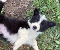 Продавам Бордър колита Продавам Бордър колита