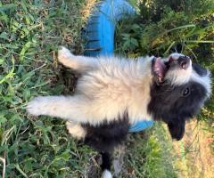 Продавам Бордър колита Продавам Бордър колита