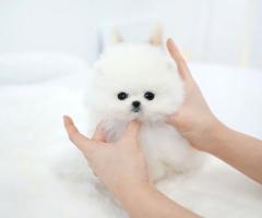 Померан за осиновяване