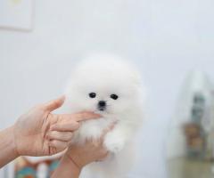 Померан за осиновяване