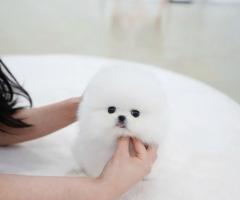 Померан за осиновяване