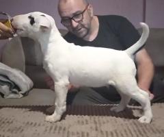 Бул териер кученца