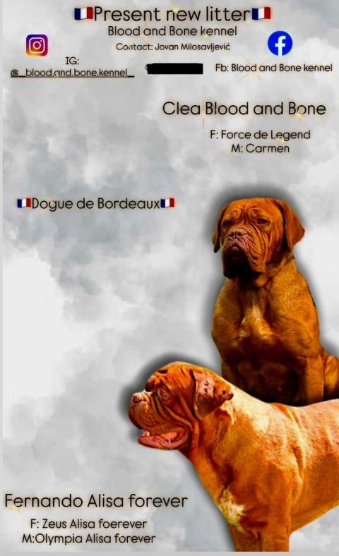 Dogue de Bordeaux Бордо Дога кученца