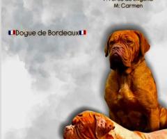 Dogue de Bordeaux Бордо Дога кученца