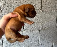 Dogue de Bordeaux Бордо Дога кученца