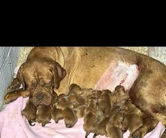 Dogue de Bordeaux Бордо Дога кученца