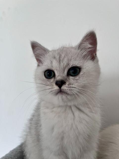 Шотландски котенца