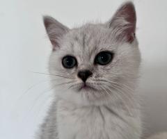 Шотландски котенца