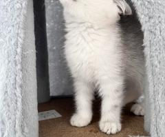 Шотландски котенца