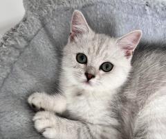 Шотландски котенца