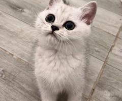 Шотландски котенца