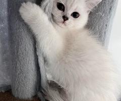 Шотландски котенца