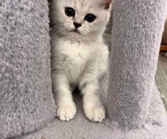 Шотландски котенца