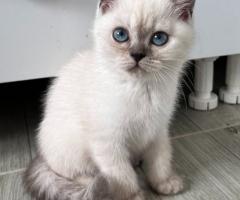 Шотландски котенца