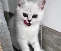 Шотландски котенца