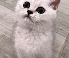 Шотландски котенца