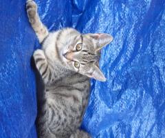 Малки котенца
