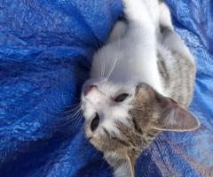 Малки котенца