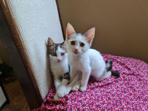 Давам две котета за осиновяване