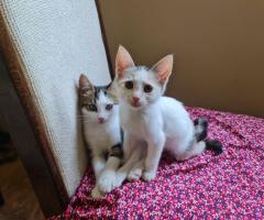Давам две котета за осиновяване