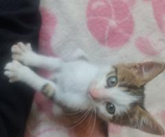 Давам две котета за осиновяване