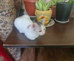 Давам две котета за осиновяване