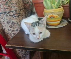 Давам две котета за осиновяване