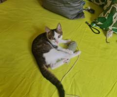 Давам две котета за осиновяване