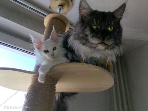 Продавам породисти котета Мейн Кун