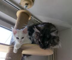 Продавам породисти котета Мейн Кун
