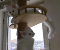 Продавам породисти котета Мейн Кун