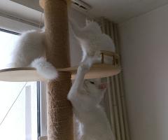 Продавам породисти котета Мейн Кун