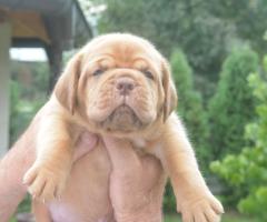 Бордоска Дога (Dogue de Bordeaux) красиви кученца