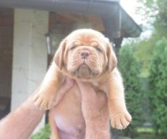 Бордоска Дога (Dogue de Bordeaux) красиви кученца