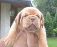 Бордоска Дога (Dogue de Bordeaux) красиви кученца