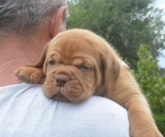 Бордоска Дога (Dogue de Bordeaux) красиви кученца