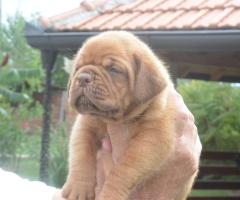 Бордоска Дога (Dogue de Bordeaux) красиви кученца