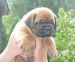 Бордоска Дога (Dogue de Bordeaux) красиви кученца
