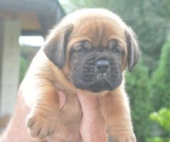 Бордоска Дога (Dogue de Bordeaux) красиви кученца