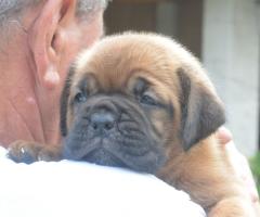 Бордоска Дога (Dogue de Bordeaux) красиви кученца